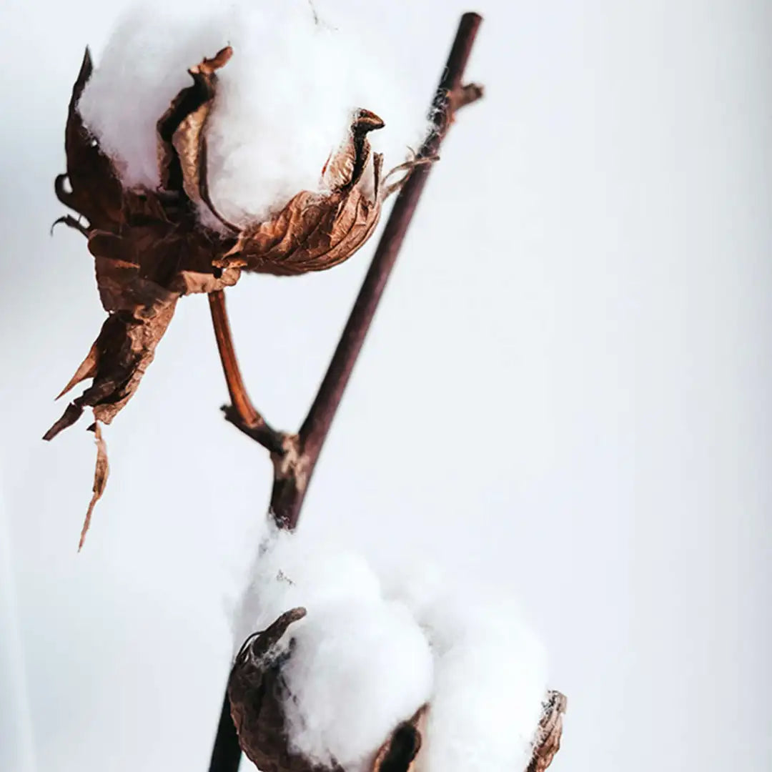 Coton bio GOTS